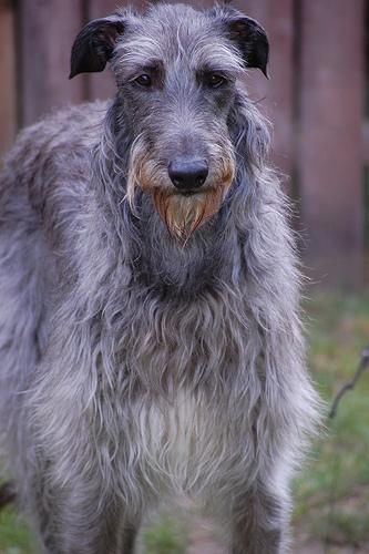 https://images.dog.ceo/breeds/deerhound-scottish/n02092002_5668.jpg