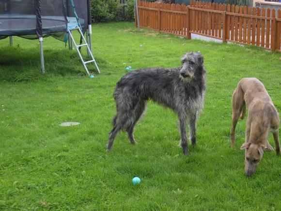 https://images.dog.ceo/breeds/deerhound-scottish/n02092002_5746.jpg