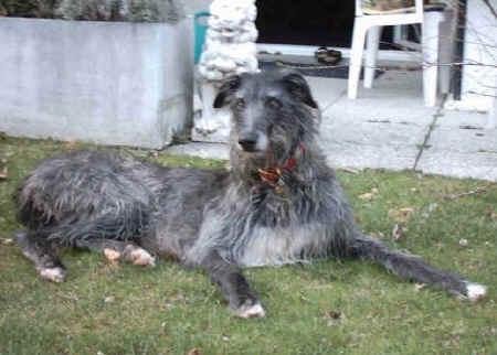 https://images.dog.ceo/breeds/deerhound-scottish/n02092002_6003.jpg