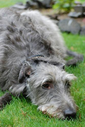 https://images.dog.ceo/breeds/deerhound-scottish/n02092002_6007.jpg