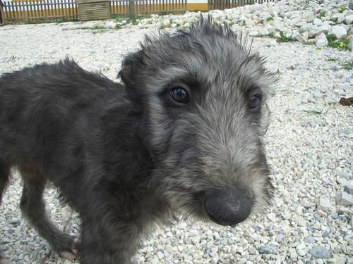 https://images.dog.ceo/breeds/deerhound-scottish/n02092002_6180.jpg