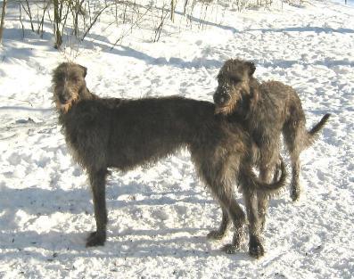 https://images.dog.ceo/breeds/deerhound-scottish/n02092002_6339.jpg