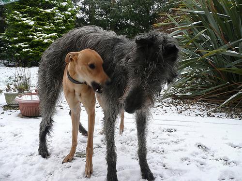 https://images.dog.ceo/breeds/deerhound-scottish/n02092002_6518.jpg