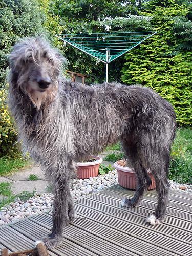 https://images.dog.ceo/breeds/deerhound-scottish/n02092002_6574.jpg