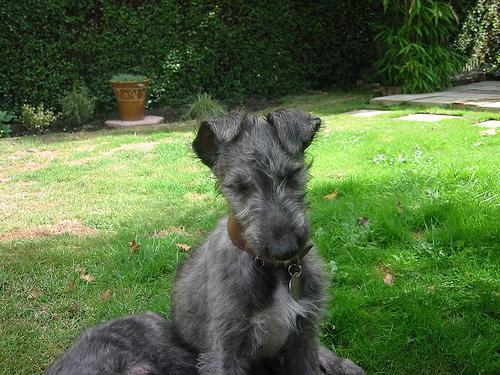 https://images.dog.ceo/breeds/deerhound-scottish/n02092002_6618.jpg