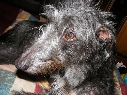 https://images.dog.ceo/breeds/deerhound-scottish/n02092002_6625.jpg