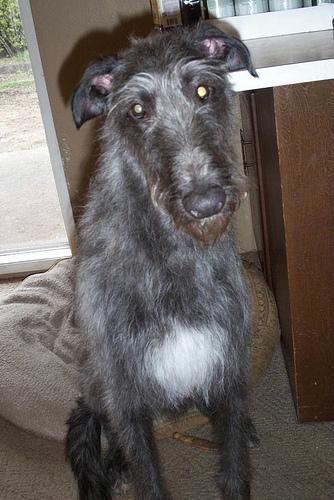 https://images.dog.ceo/breeds/deerhound-scottish/n02092002_6723.jpg