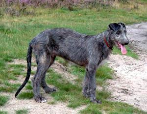 https://images.dog.ceo/breeds/deerhound-scottish/n02092002_6735.jpg