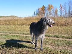 https://images.dog.ceo/breeds/deerhound-scottish/n02092002_6895.jpg