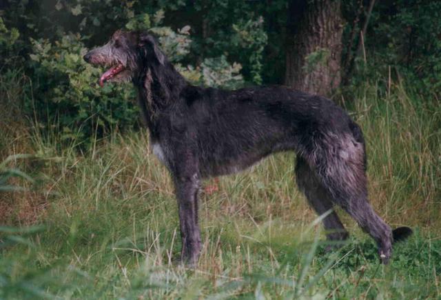 https://images.dog.ceo/breeds/deerhound-scottish/n02092002_6953.jpg