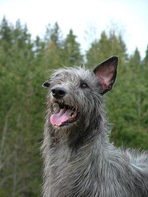 https://images.dog.ceo/breeds/deerhound-scottish/n02092002_6963.jpg