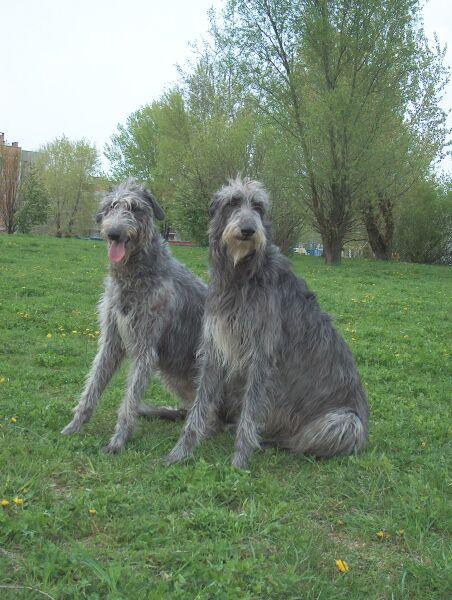 https://images.dog.ceo/breeds/deerhound-scottish/n02092002_7160.jpg