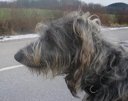 https://images.dog.ceo/breeds/deerhound-scottish/n02092002_7165.jpg