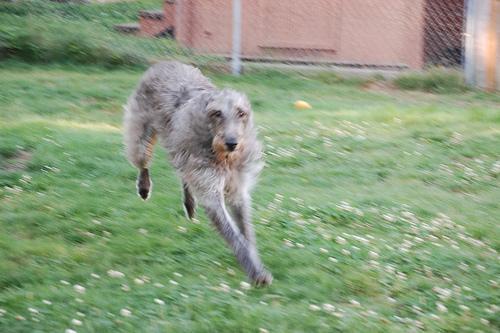 https://images.dog.ceo/breeds/deerhound-scottish/n02092002_7172.jpg