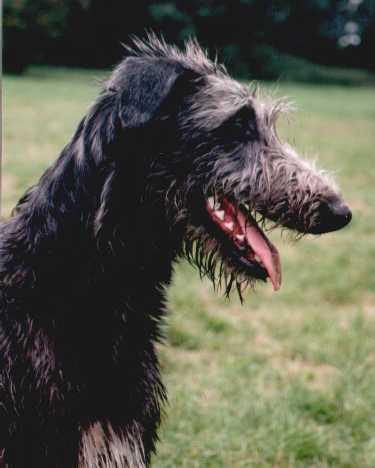 https://images.dog.ceo/breeds/deerhound-scottish/n02092002_7181.jpg