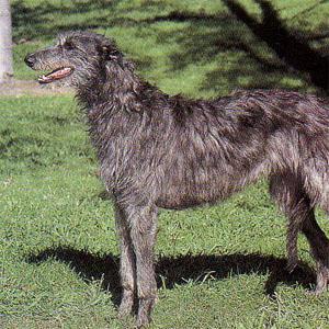 https://images.dog.ceo/breeds/deerhound-scottish/n02092002_7206.jpg