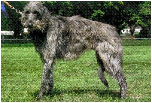 https://images.dog.ceo/breeds/deerhound-scottish/n02092002_7268.jpg