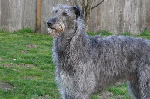 https://images.dog.ceo/breeds/deerhound-scottish/n02092002_7314.jpg