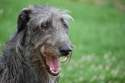 https://images.dog.ceo/breeds/deerhound-scottish/n02092002_7539.jpg