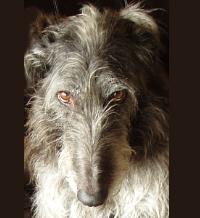 https://images.dog.ceo/breeds/deerhound-scottish/n02092002_759.jpg