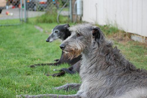 https://images.dog.ceo/breeds/deerhound-scottish/n02092002_7696.jpg