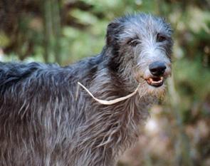 https://images.dog.ceo/breeds/deerhound-scottish/n02092002_7791.jpg