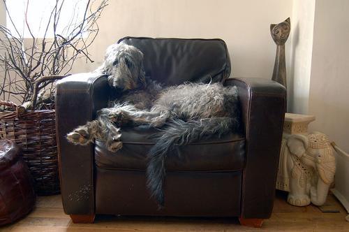 https://images.dog.ceo/breeds/deerhound-scottish/n02092002_7825.jpg