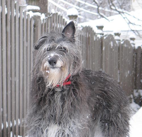 https://images.dog.ceo/breeds/deerhound-scottish/n02092002_7835.jpg