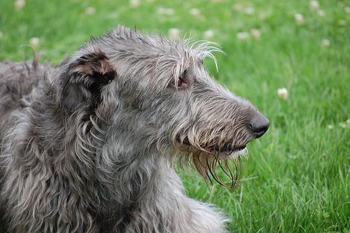 https://images.dog.ceo/breeds/deerhound-scottish/n02092002_817.jpg