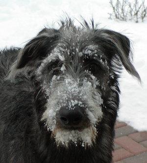 https://images.dog.ceo/breeds/deerhound-scottish/n02092002_846.jpg