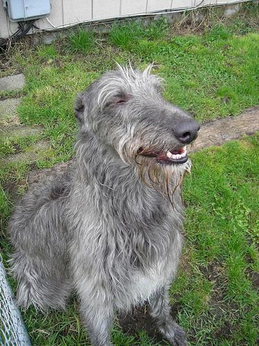 https://images.dog.ceo/breeds/deerhound-scottish/n02092002_854.jpg