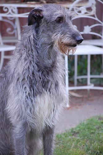 https://images.dog.ceo/breeds/deerhound-scottish/n02092002_86.jpg