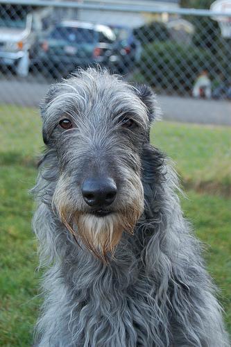 https://images.dog.ceo/breeds/deerhound-scottish/n02092002_9656.jpg