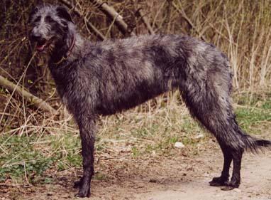 https://images.dog.ceo/breeds/deerhound-scottish/n02092002_983.jpg