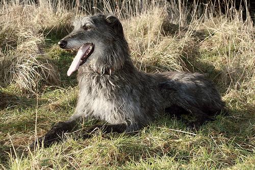 https://images.dog.ceo/breeds/deerhound-scottish/n02092002_9863.jpg