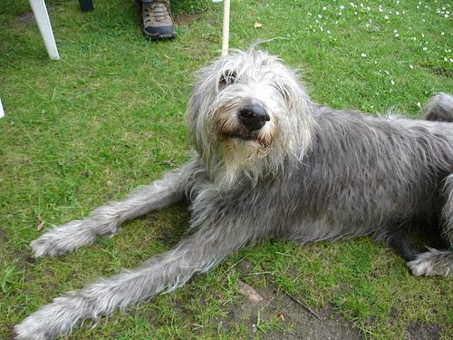 https://images.dog.ceo/breeds/deerhound-scottish/n02092002_9895.jpg