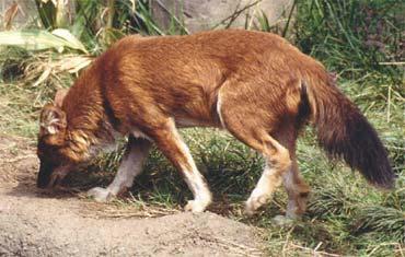 https://images.dog.ceo/breeds/dhole/n02115913_1010.jpg