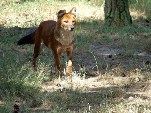 https://images.dog.ceo/breeds/dhole/n02115913_1142.jpg