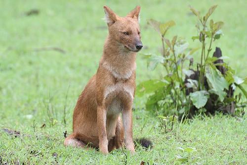 https://images.dog.ceo/breeds/dhole/n02115913_1233.jpg