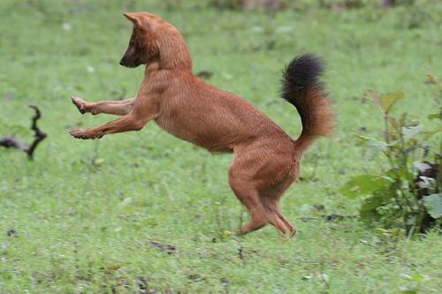 https://images.dog.ceo/breeds/dhole/n02115913_1273.jpg