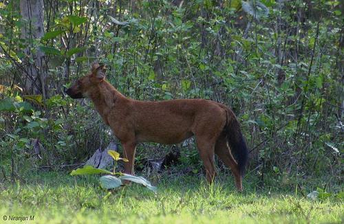 dhole