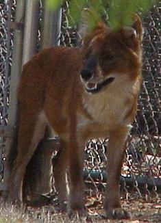 https://images.dog.ceo/breeds/dhole/n02115913_2264.jpg