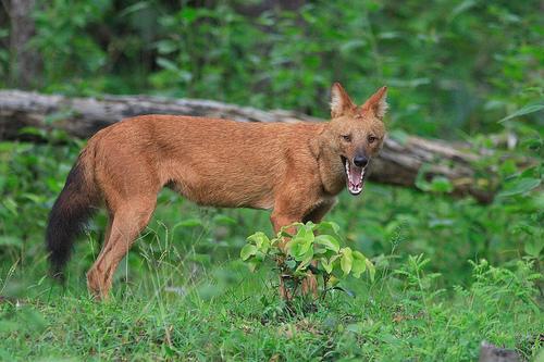 https://images.dog.ceo/breeds/dhole/n02115913_3278.jpg