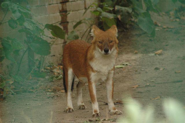 https://images.dog.ceo/breeds/dhole/n02115913_359.jpg