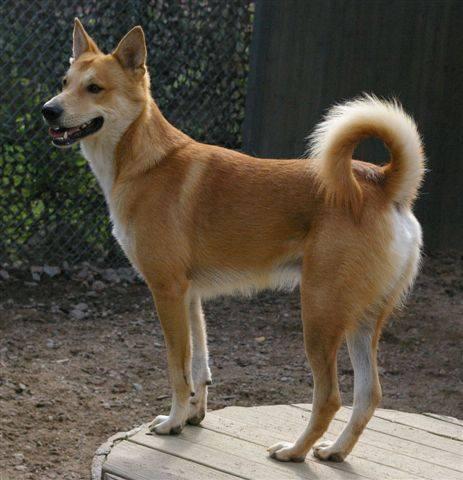 https://images.dog.ceo/breeds/dhole/n02115913_3875.jpg