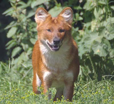 https://images.dog.ceo/breeds/dhole/n02115913_3998.jpg