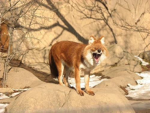 https://images.dog.ceo/breeds/dhole/n02115913_4031.jpg