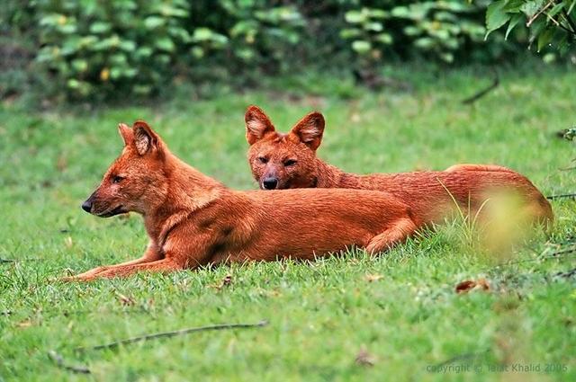 https://images.dog.ceo/breeds/dhole/n02115913_4128.jpg