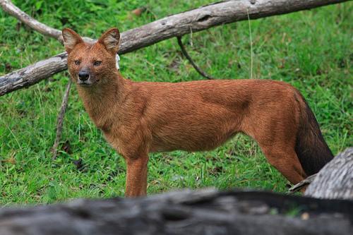 https://images.dog.ceo/breeds/dhole/n02115913_4275.jpg