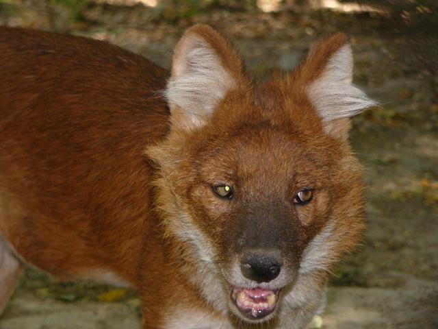 https://images.dog.ceo/breeds/dhole/n02115913_4542.jpg